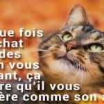 faits sur les chats