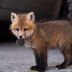 renard sauvetage