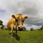 vache piscine