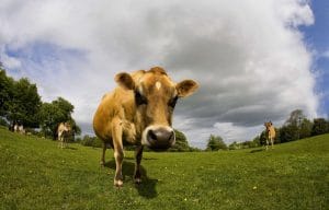 vache piscine
