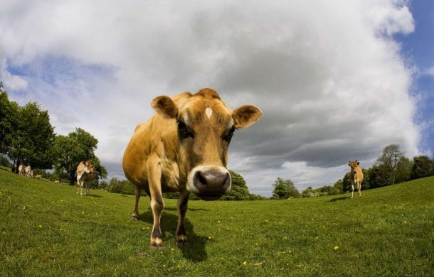 vache dans sa piscine