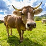 vaches marrons lait au chocolat