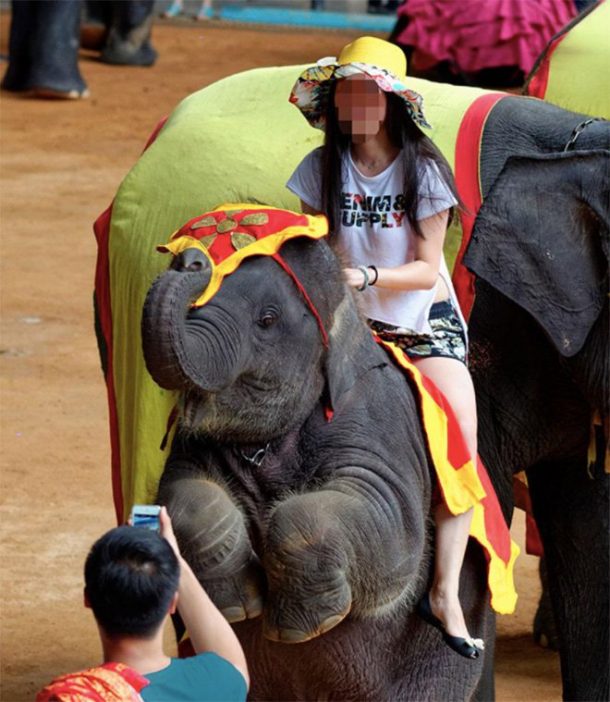 elephants a touristes