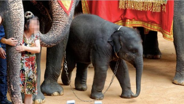 exploitation des elephants en asie