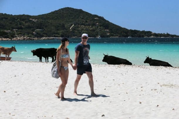 vaches sauvages sur les plages Corses