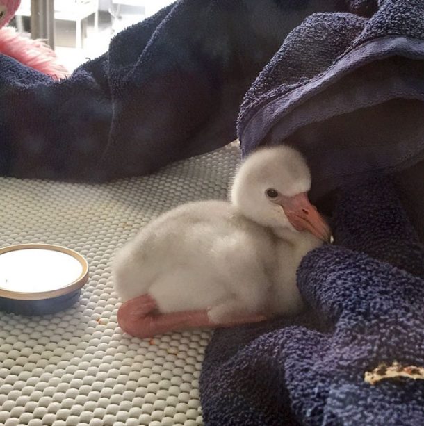 Vous Voulez Savoir A Quoi Ressemble Un Bebe Flamant Rose C Est Bien Plus Mignon Qu On Ne Le Pense Vous Voulez Savoir A Quoi Ressemble Un Bebe Flamant Rose C Est Bien Plus Mignon Qu On Ne Le Pense