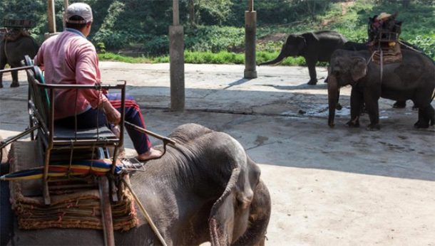 tourisme des elephants asie