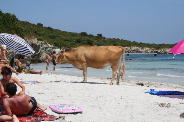 Corse vaches sauvages