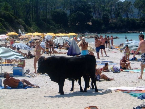 troupeaux de vaches sauvages en Corse