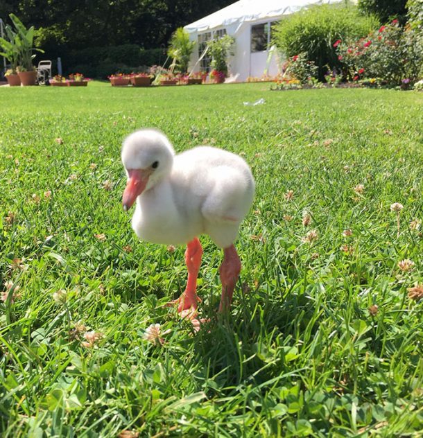 flamant rose bebe