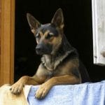 chien