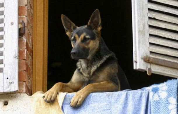 une femme devoree par son chien a nevers