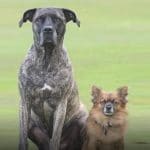accouplement chiens
