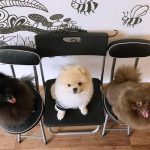 bar a chien