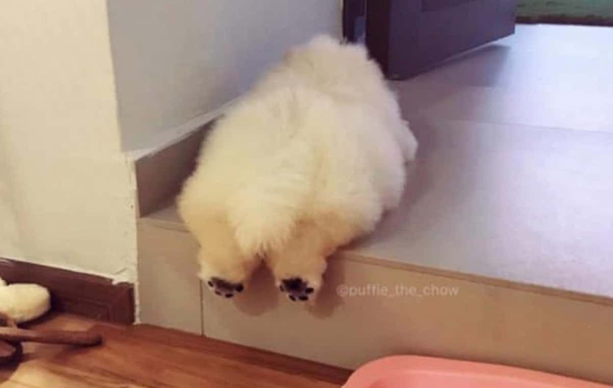 Puffie Le Petit Chien Chow Chow A Fait Fondre Tout Instagram Et Ses Photos Sont Adorables Puffie Le Petit Chien Chow Chow A Fait Fondre Tout Instagram Et Ses Photos Sont Adorables