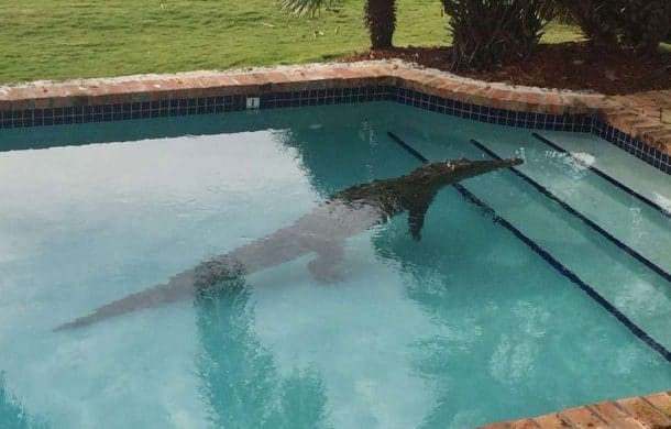 attaque par un crocodile dans une piscine