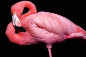 flamant rose