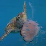 tortue