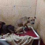 deux chiens effrayes