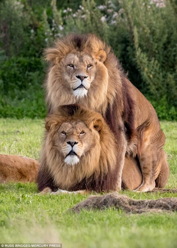 lions accouplement