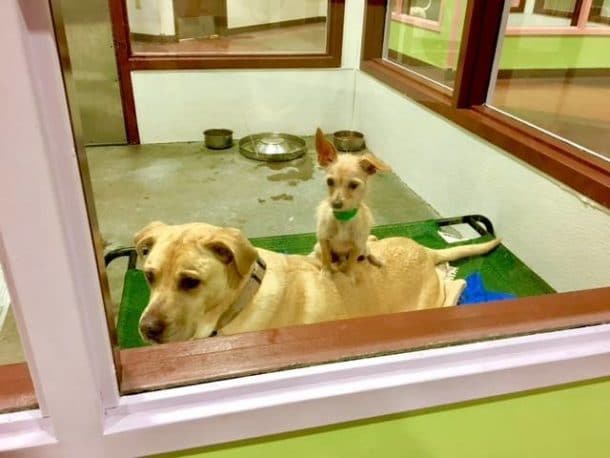 deux chiens inseparables