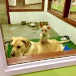 bonnie et clyde les chiens inseparables