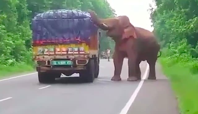 Inde un éléphant chapardeur filmé en train de voler des patates dans