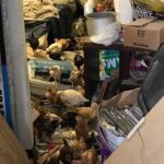 animaux association
