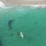 baleine plage