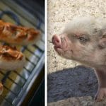 bebe cochon saucisses