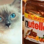 chat pot de nutella