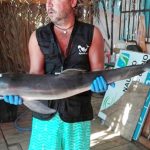 bebe dauphin mort a cause des touristes