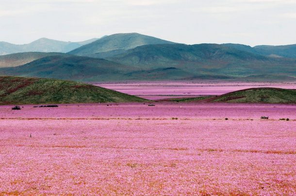 exlosion de fleurs au chili