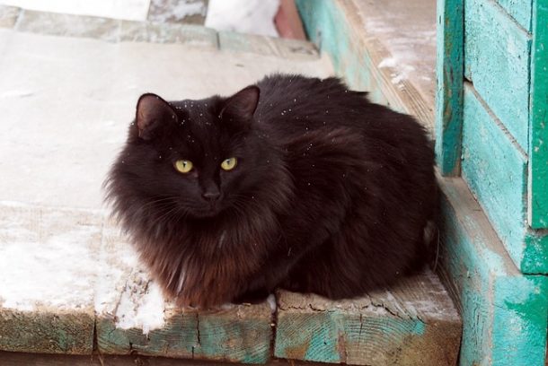 gros chat noir