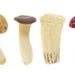 antistress champignon
