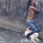 chien
