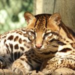 ocelots