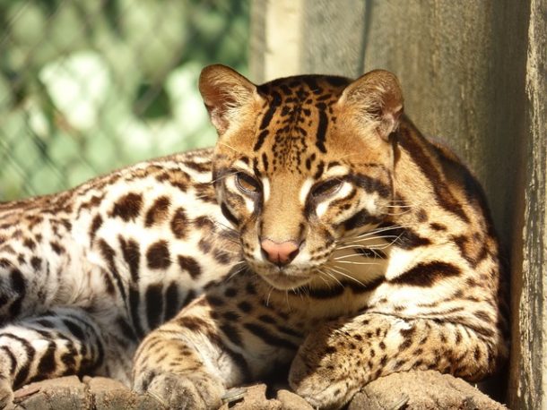 ocelots