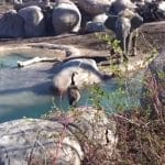 bagarre oie elephant