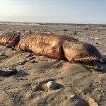 anguille creature marine