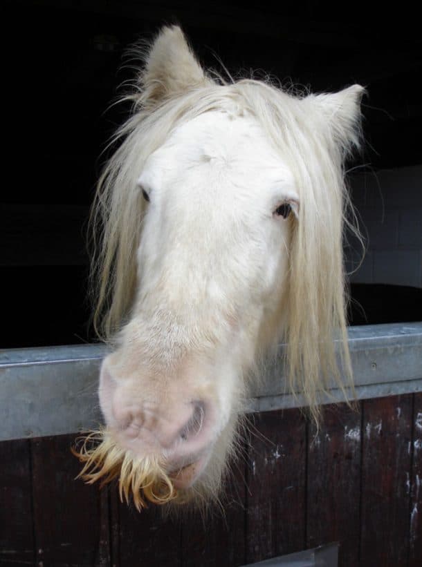 moustache du cheval