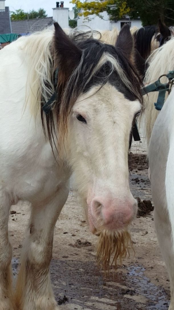 chevaux a moustache