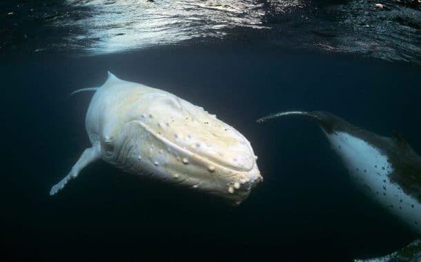 Baleine a bosse albinos