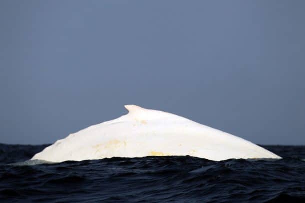 baleine a bosse albinos australie