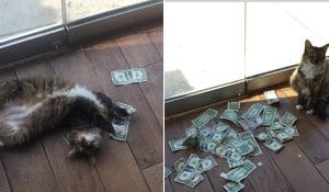 cashnip