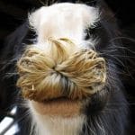 cheval moustache drole