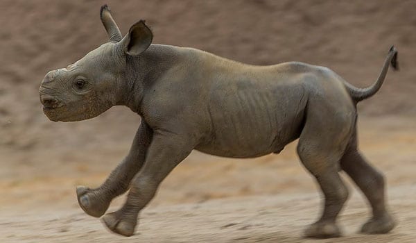 bébé rhinocéros