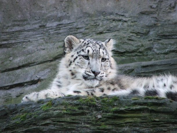 leopard des neiges espece vulnerable