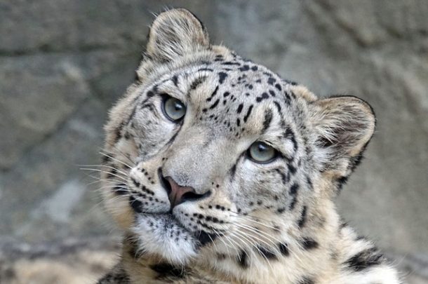 leopard des neiges