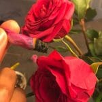 joint a la rose